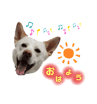 愛犬ペット【一郎】ミックス犬（個別スタンプ：14）