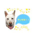 愛犬ペット【一郎】ミックス犬（個別スタンプ：15）
