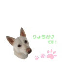 愛犬ペット【一郎】ミックス犬（個別スタンプ：16）