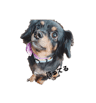 黒犬じじ（個別スタンプ：1）