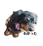 黒犬じじ（個別スタンプ：6）
