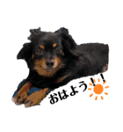 黒犬じじ（個別スタンプ：7）