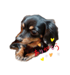 黒犬じじ（個別スタンプ：8）