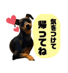カーメロすたんぷ〜PART3〜（個別スタンプ：17）