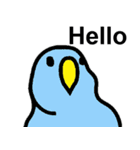 真顔インコスタンプ（個別スタンプ：7）