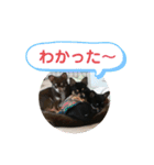 ワンコ その4（個別スタンプ：1）