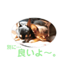 ワンコ その4（個別スタンプ：4）