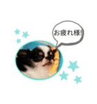 ワンコ その4（個別スタンプ：8）