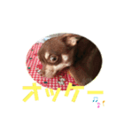 ワンコ その4（個別スタンプ：9）