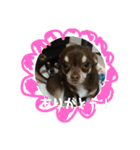 ワンコ その4（個別スタンプ：11）