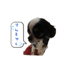 ワンコ その4（個別スタンプ：12）