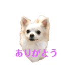 チワワのチロ☆日常とっても使えるスタンプ（個別スタンプ：1）