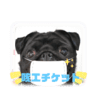 黒パグ  小梅ちゃん（個別スタンプ：13）