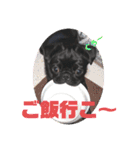 黒パグ  小梅ちゃん（個別スタンプ：23）