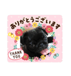 黒パグ  小梅ちゃん（個別スタンプ：26）