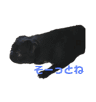 黒パグ  小梅ちゃん（個別スタンプ：32）