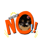 我が家の猫天使たち（個別スタンプ：3）