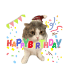 我が家の猫天使たち（個別スタンプ：4）