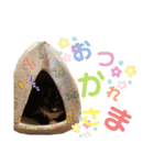 我が家の猫天使たち（個別スタンプ：7）
