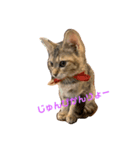 ねこナナちゃん（個別スタンプ：1）