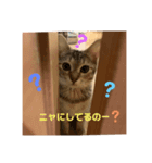 ねこナナちゃん（個別スタンプ：3）