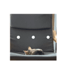 ねこナナちゃん（個別スタンプ：5）