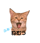 ねこナナちゃん（個別スタンプ：7）