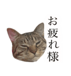 マルんぷ（個別スタンプ：3）