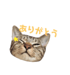 マルんぷ（個別スタンプ：5）
