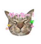 マルんぷ（個別スタンプ：7）