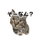 マルんぷ（個別スタンプ：12）