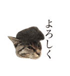マルんぷ（個別スタンプ：13）