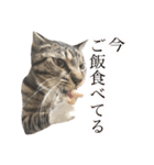 マルんぷ（個別スタンプ：14）