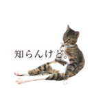 マルんぷ（個別スタンプ：15）