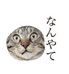 マルんぷ（個別スタンプ：16）