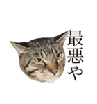 マルんぷ（個別スタンプ：17）