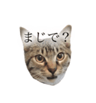 マルんぷ（個別スタンプ：18）