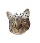 マルんぷ（個別スタンプ：19）