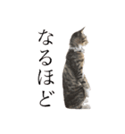 マルんぷ（個別スタンプ：20）