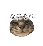 マルんぷ（個別スタンプ：21）