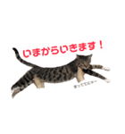 マルんぷ（個別スタンプ：25）
