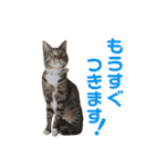 マルんぷ（個別スタンプ：26）