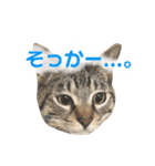 マルんぷ（個別スタンプ：30）