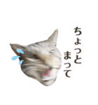 マルんぷ（個別スタンプ：32）