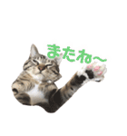 マルんぷ（個別スタンプ：33）