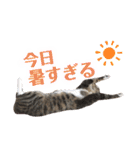 マルんぷ（個別スタンプ：34）