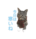 マルんぷ（個別スタンプ：35）