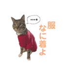 マルんぷ（個別スタンプ：36）