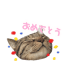 マルんぷ（個別スタンプ：37）