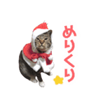 マルんぷ（個別スタンプ：39）